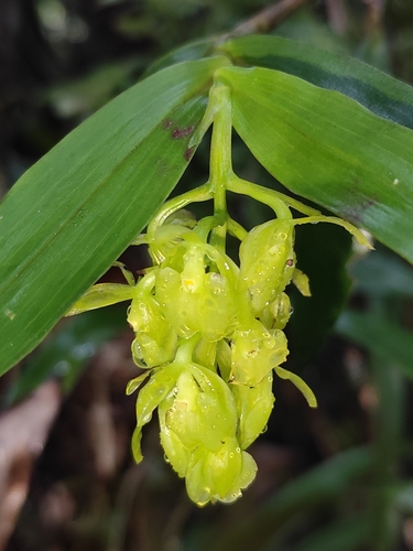Epidendrum envigadoense Hágsater 4