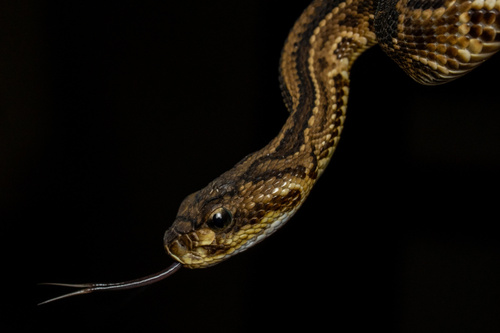 Neotropical Rattlesnake