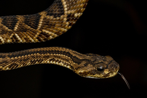 Neotropical Rattlesnake
