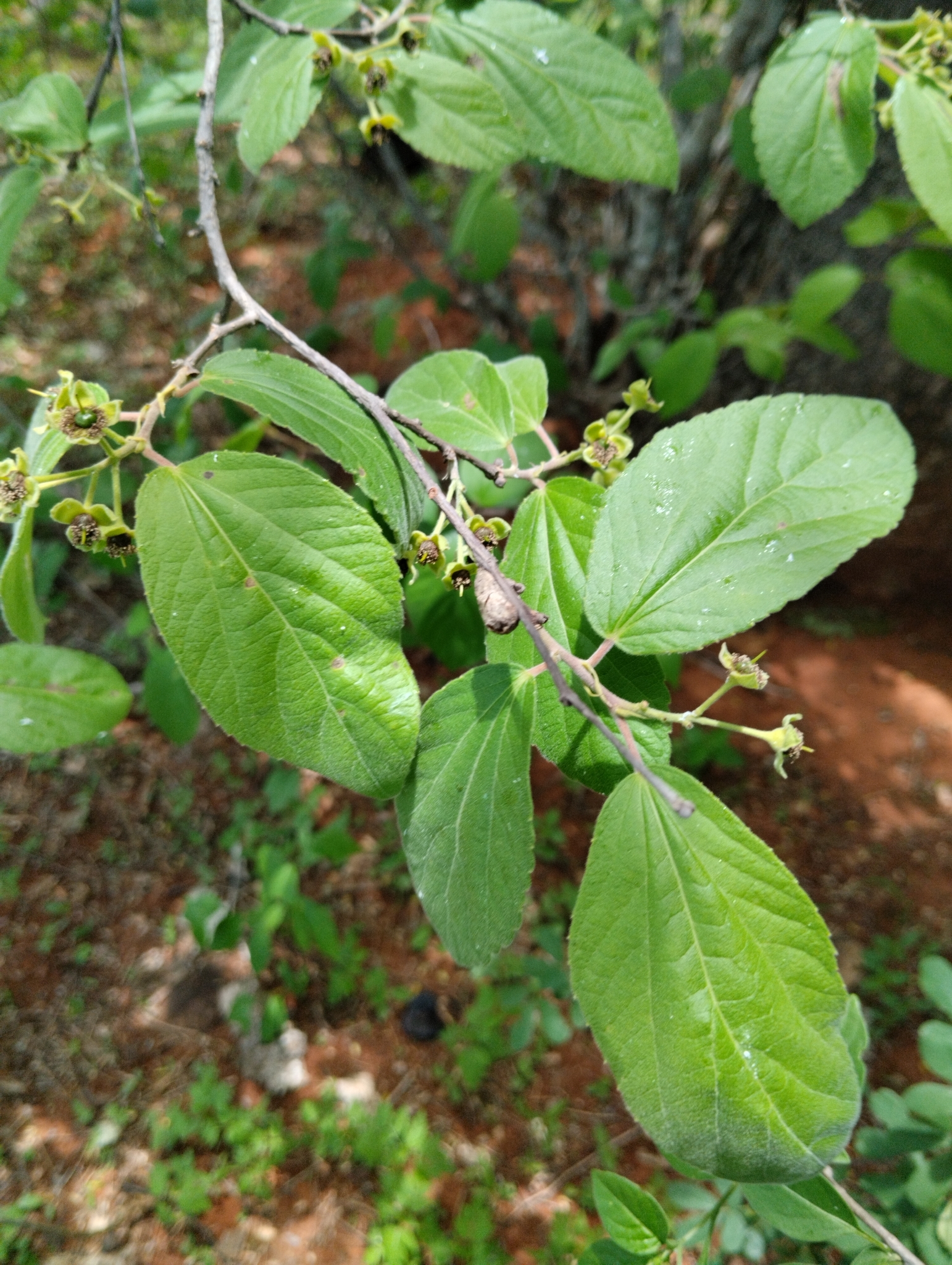 Prockia crucis
