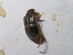 Metrobrotica geometrica