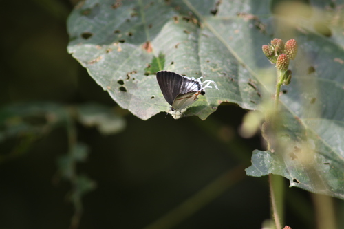 Black-patch Hairstreak