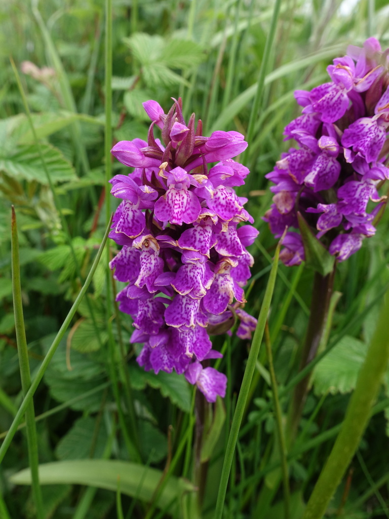 Dactylorhiza kerryensis (Wilmott) P.F.Hunt & Summerh.