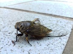 Cryptotympana atrata