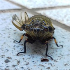 Cryptotympana atrata