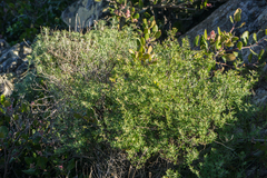 Acmispon dendroideus traskiae