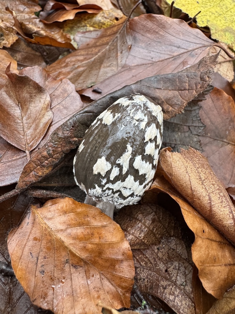 Coprinopsis picacea · December 2025 · photo: © lizfrost47 (iNaturalist, cc-by)