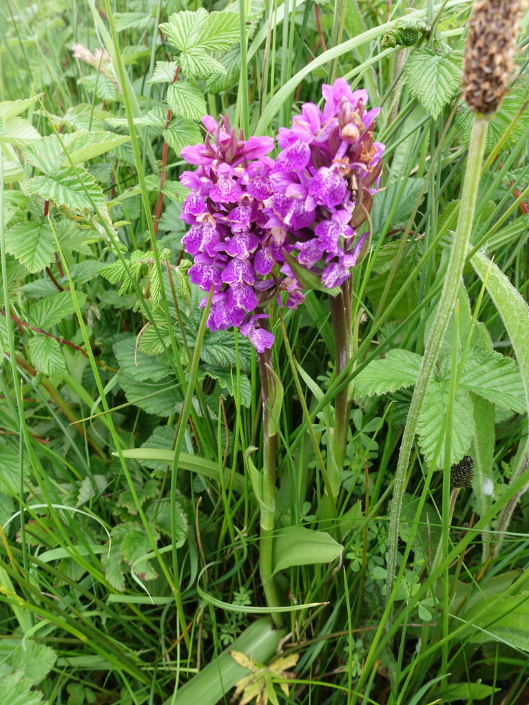 Dactylorhiza kerryensis (Wilmott) P.F.Hunt & Summerh. 2