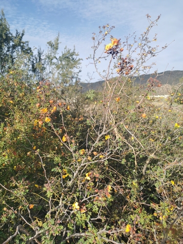 Erythrostemon palmeri