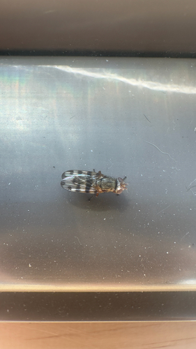Unknown species found near Fort Garland, CO, US