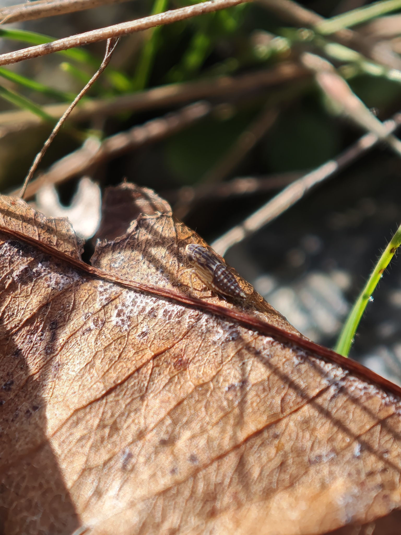 Eessel Insect Euscelis incisus | Insect Vectors of Plant Disease