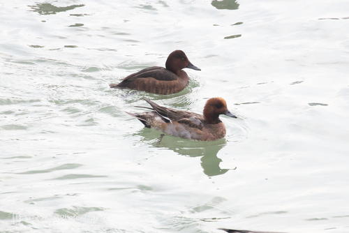 Ferruginous Duck