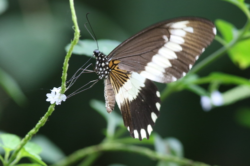Common White-banded Swallowtail