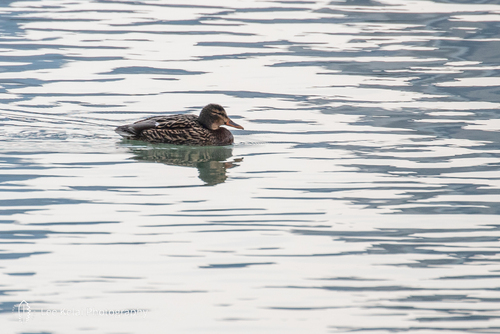 Mallard