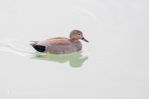 Gadwall