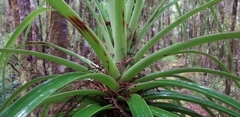 Dracophyllum elegantissimum