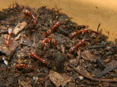 Hypoponera punctatissima