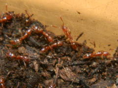 Hypoponera punctatissima