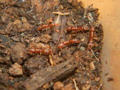 Hypoponera punctatissima