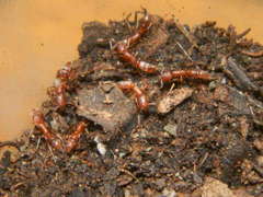 Hypoponera punctatissima