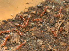 Hypoponera punctatissima