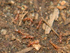 Hypoponera punctatissima