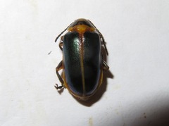 Cacoscelis marginata