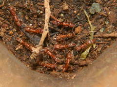 Hypoponera punctatissima