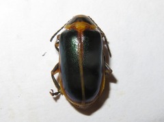 Cacoscelis marginata