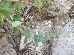 Brickellia peninsularis