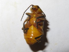 Cacoscelis marginata