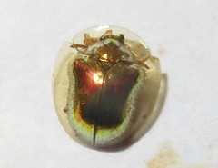 Charidotella