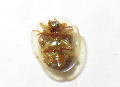 Charidotella