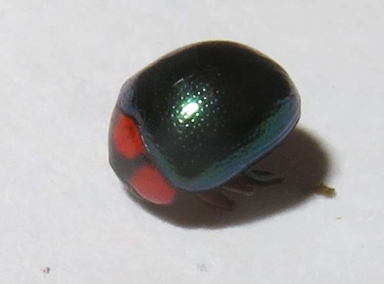 Antitypona formosa