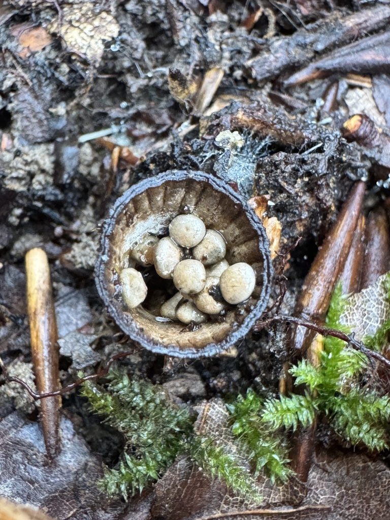 Cyathus striatus · December 2025 · photo: © lizfrost47 (iNaturalist, cc-by)