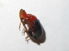 Alleuscelus violaceipennis