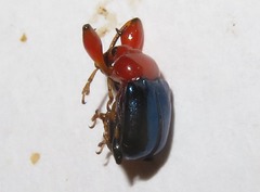 Alleuscelus violaceipennis