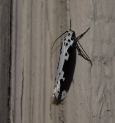 Ethmia semilugens
