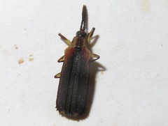 Heterispa vinula