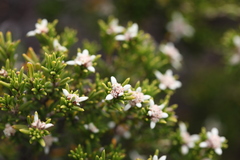 Spyridium phylicoides