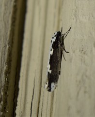 Ethmia semilugens