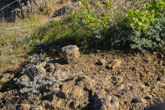 Acmispon argophyllus adsurgens