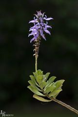 Coleus comosus