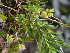 Peperomia quadrifolia