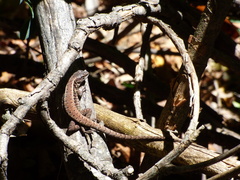 Liolaemus septentrionalis