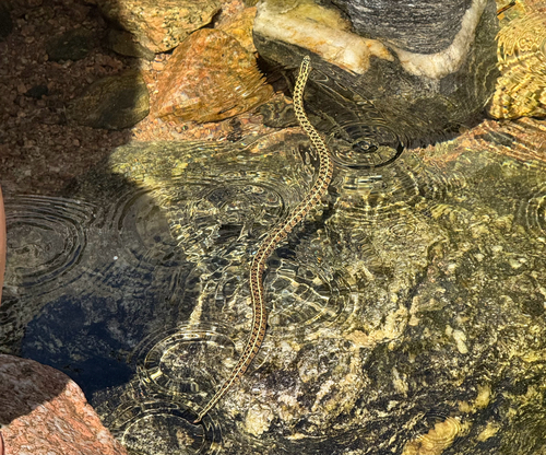 Vanzolini's Ground Snake