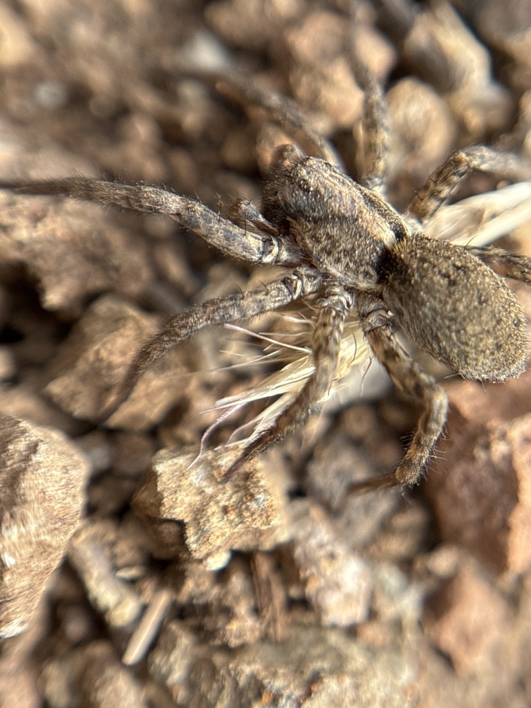 Hogna insularum