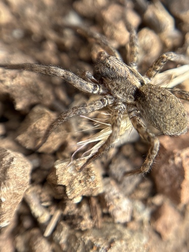 Hogna insularum