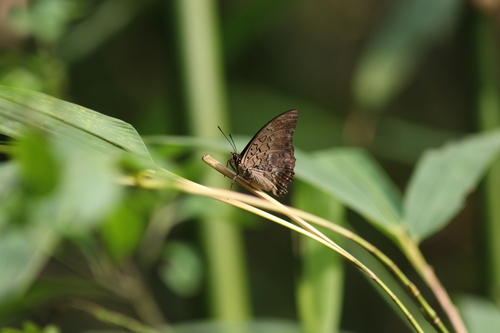 Charaxes petersi
