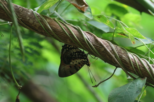Charaxes zingha